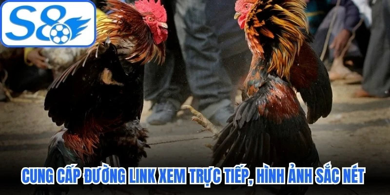 Cung cấp đường link xem trực tiếp, hình ảnh sắc nét toàn diện